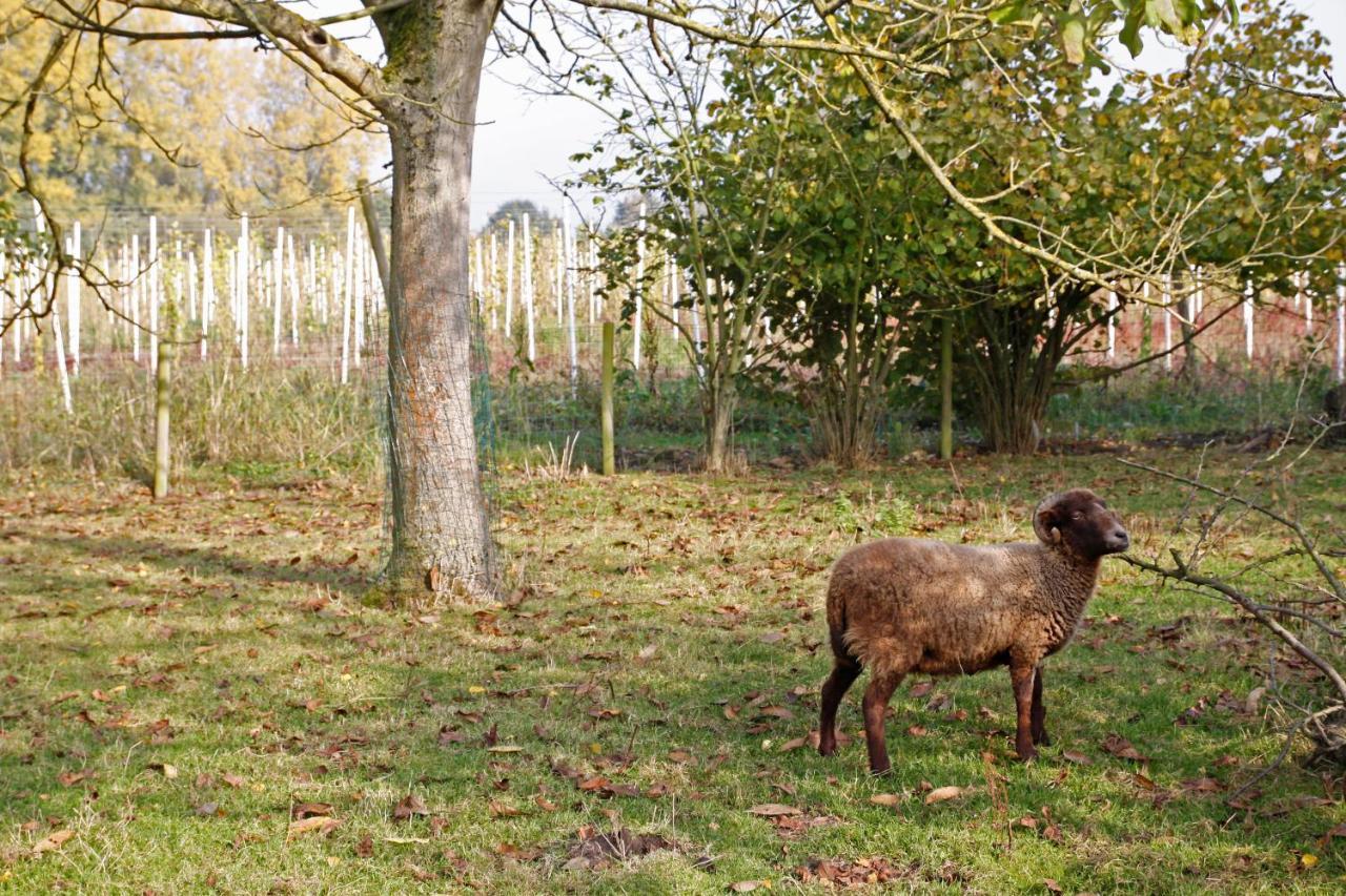 Bed and Breakfast Hof Van Loverrijk Lier Exteriér fotografie